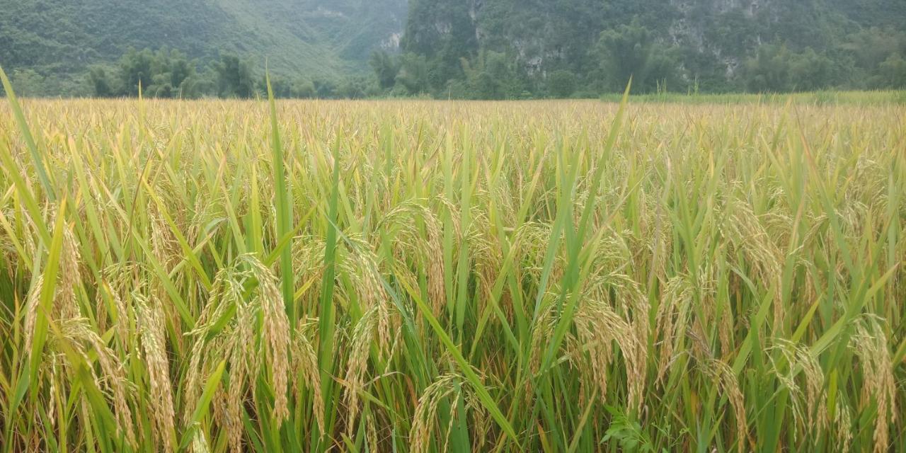 Yen Nhi Homestay Ban Gioc Cao Bang Kültér fotó